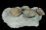 Multiple Fossil Brachiopod (Hebertella) Plate - Indiana #136507-2